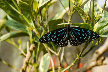 A ceylon blue glassy tiger butterfly/Ideopsis similis shot in a butterfly farm in Malaysia. Beautiful blue dots and stripes. Belongs to the subfamily Danainae, in the family Nymphalidae.