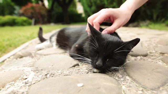 Volunteer petting black cat that resting in the garden or animal shelter.