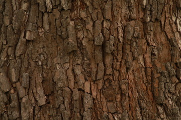 Tree bark