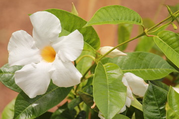 White flowers