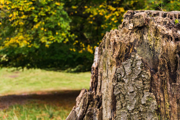The rest of an old tree stump  and its bark, with grass and a tree with yellow flowers coming out in the background. Taken in a park named Dyrehaven in Copenhagen, Denmark.