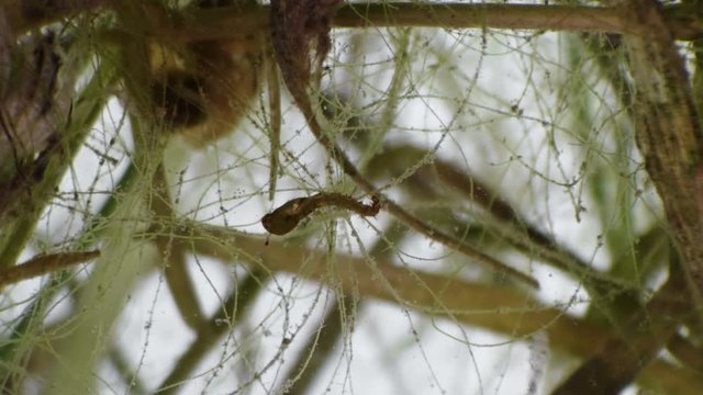 a mosquito nest under a microscope