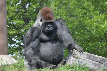 Western Lowland Gorilla