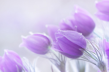 Obrazy  Zdjęcie pięknych wiosennych pulsatillas. Często nazywane są sasanką, kwiatem wielkanocnym lub wiatrem, krokusem preriowym, trawą marzeń i anemonem łąkowym. Selektywne skupienie.