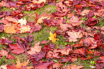 autumn leaves on grass background
