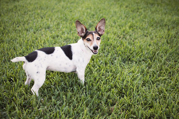 Portrait of Jack Russell Terrier Dog