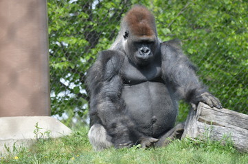 Western Lowland Gorilla