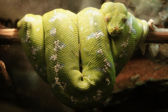  Snake