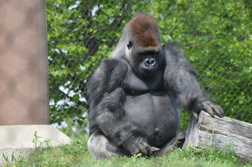 Western Lowland Gorilla