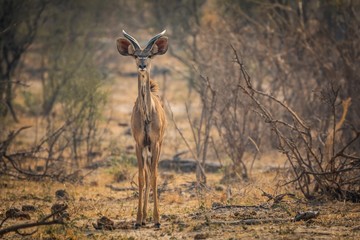 young greater kudu bull at bwabwata national park