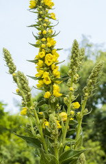 Large Flowered Mullein , Mullein, Verbascum densiflorum