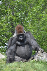 Western Lowland Gorilla