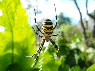Argiope bruennichi - spider wasp