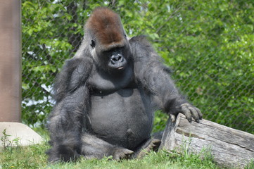 Western Lowland Gorilla