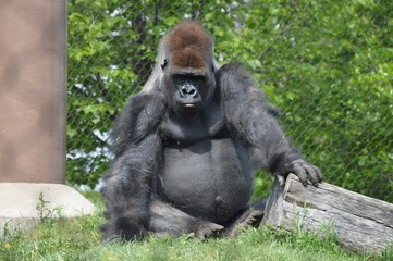 Western Lowland Gorilla