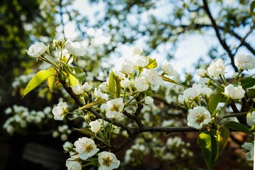 Lush flowering in the garden. Springtime.