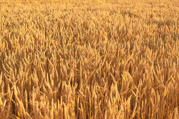 small plot with ripe wheat. mature.