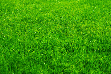 Bright, juicy, green grass. Lawn area