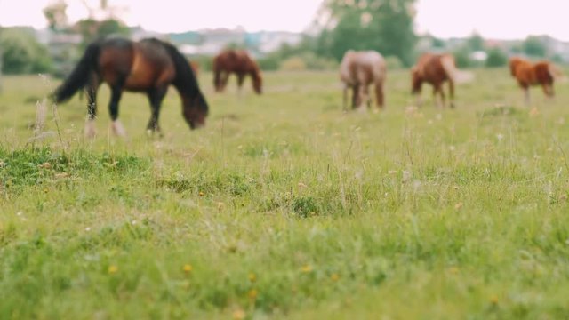 blurred background. A herd of wild horses grazing on a green meadow