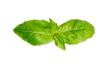 Basil garden, cooking herb Isolated against a white background.