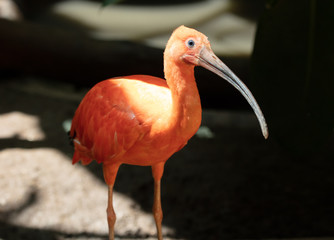 scarlet ibis can see you