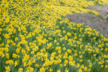 field of yellow flowers ahead