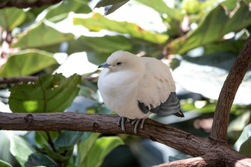 pied imperial pigeon perched in the shade on a sunny day