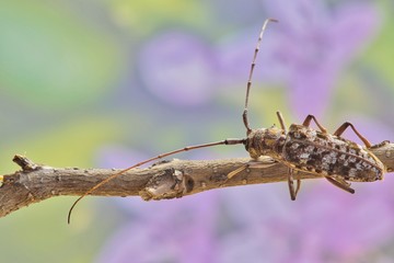A brown colored Longhorn beetle walking along a twig with a soft pink and purple flower background on a warm spring day in Houston TX.