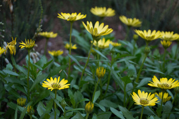 Obraz premium Flowers