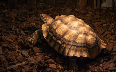 tortoise is on the move at dusk