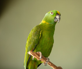 yellow naped amazon is perched and looking at you