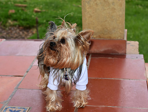  Blacberry, yorkshire terrier
