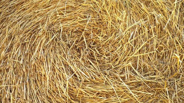 Straw in a haystack, close-up
