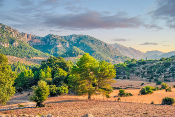 Summer, mountains, olive trees and colorful sky landscape. Mallorca, Spain. Early morning in the mountains, beautiful morning landscape in an olive grove