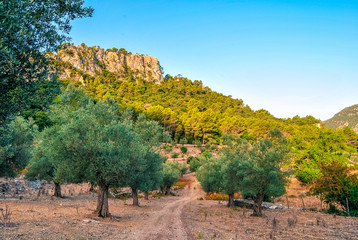 Summer, mountains, olive trees and blue sky landscape. Mallorca, Spain. Early morning in the mountains, beautiful morning landscape in an olive grove