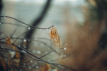 Japanese maple in winter snow and water drops