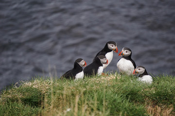 Beautiful puffins in Borgarfj&ouml;r&eth;ur Eystri, Iceland
