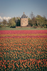 Tulipes