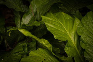 Fototapeta na wymiar Green leaves with shadows