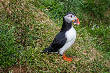 Beautiful puffins in Borgarfjörður Eystri, Iceland