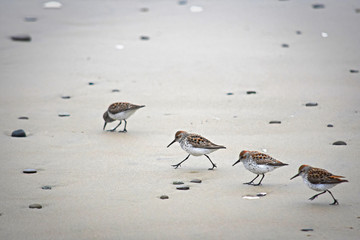 Sandpipers on Sand