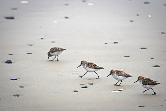 Sandpipers on Sand