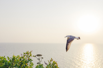 A flight of seagulls at sunset by the sea. The glare of the sun is cast on the sea surface.