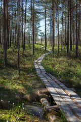 Fototapeta premium Duckboards in a forest and marshland at the Puurijärvi and Isosuo National Park in the Pirkanmaa and Satakunta regions of Finland on a sunny day in the summer.