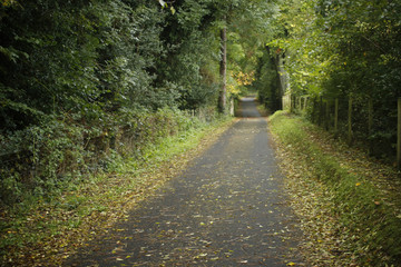 road in the woods