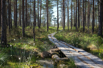 Fototapeta premium Duckboards in a forest and marshland at the Puurijärvi and Isosuo National Park in the Pirkanmaa and Satakunta regions of Finland on a sunny day in the summer.