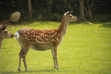 white tailed deer