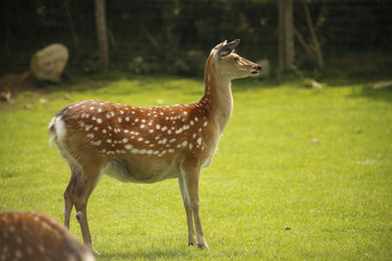 white tailed deer