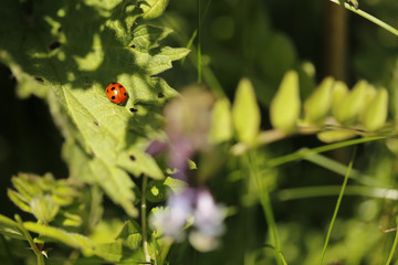 ladybird on a green leaf