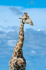 Tall grown giraffe with long neck in Namibia, Africa